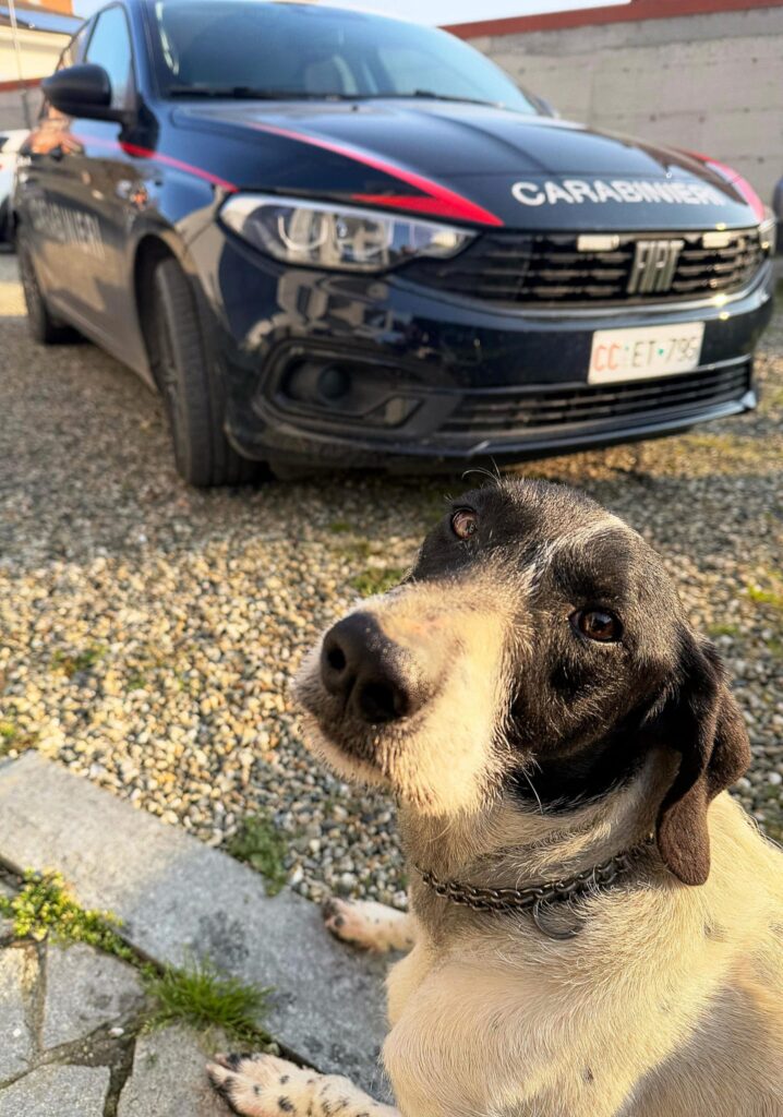 Cane smarrito carabinieri fubine