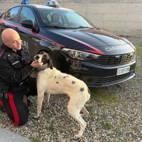 Cane perso in mezzo alla strada: i Carabinieri lo riconsegnano al proprietario