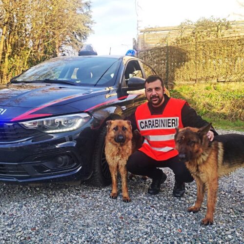 Due pastori tedeschi smarriti sulla strada a Pietra Marazzi: tornati a casa grazie ai Carabinieri