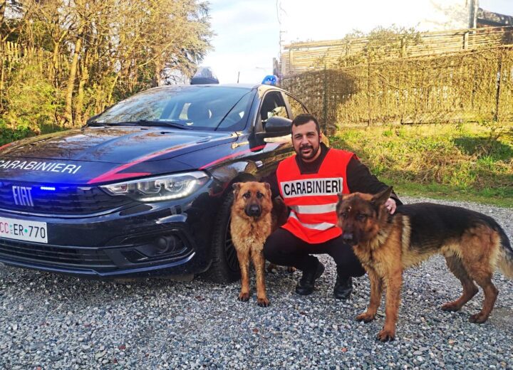 Due pastori tedeschi smarriti sulla strada a Pietra Marazzi: tornati a casa grazie ai Carabinieri