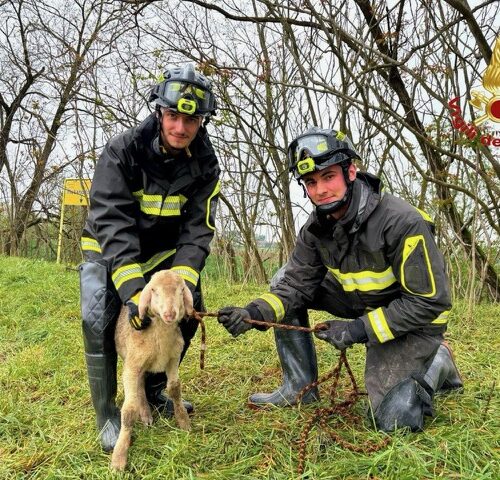 Vigili del Fuoco salvano agnello caduto in una scarpata a Lomello