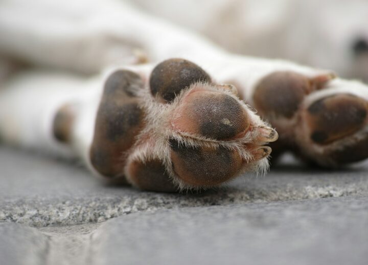 Cani morti a Valenza: “Nessun avvelenamento da diserbanti, morirono per leptospirosi”