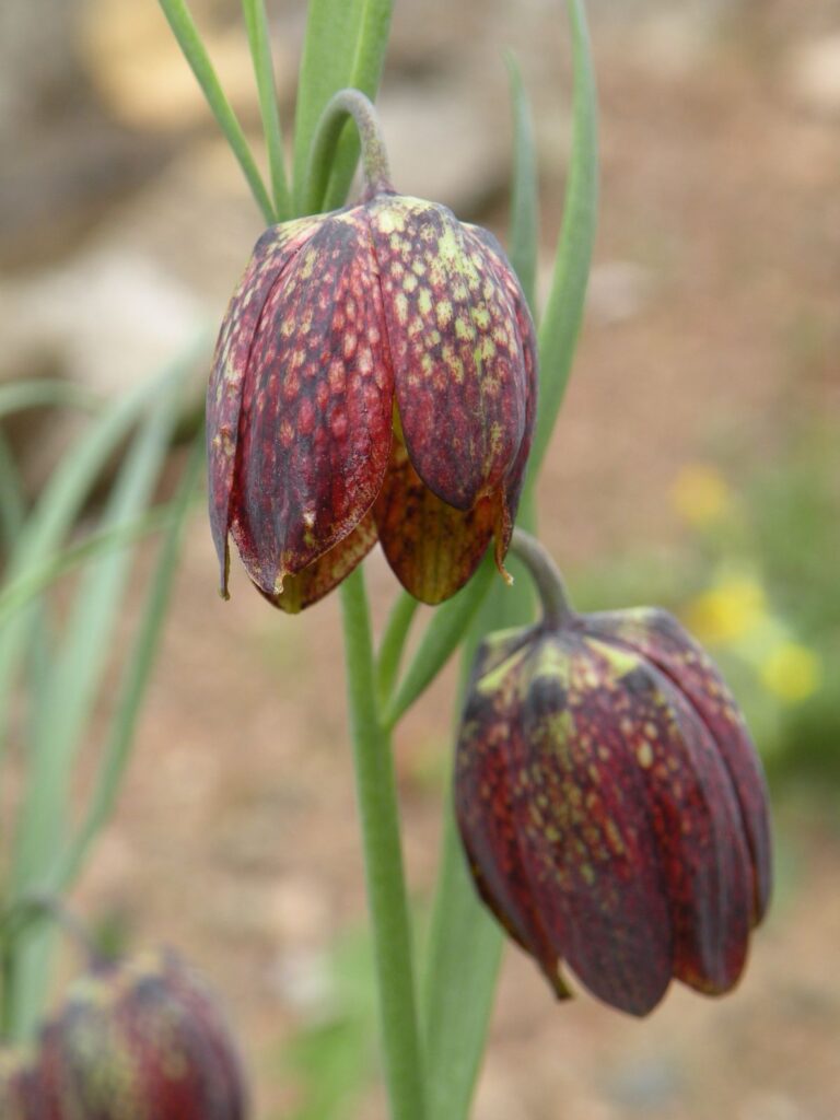 Fritillaria montana
