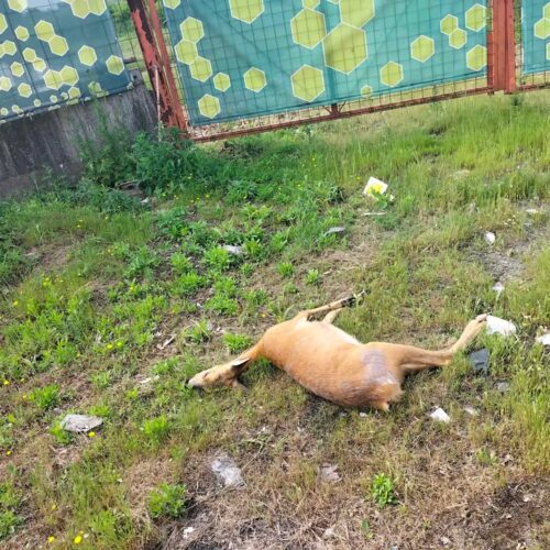 Capriolo morto all’ingresso di Alessandria, alla rotonda del Retail park. Probabile investimento