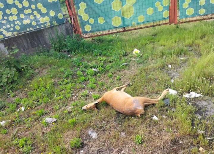 Capriolo morto all’ingresso di Alessandria, alla rotonda del Retail park. Probabile investimento