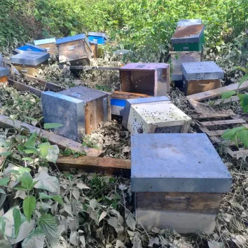 Milioni di api uccise dalla piena del Sesia: l’appello dell’apicoltore