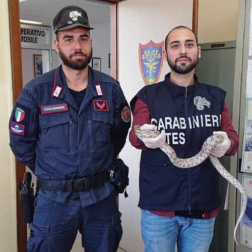 Spunta un serpente in città ad Acqui, ma era un innocuo rettile “del grano”