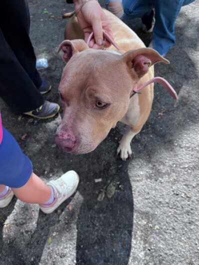 Rintracciata la proprietaria del cane trovato a Castelceriolo