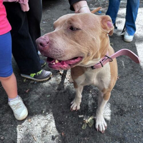 Trovato cane a Castelceriolo. Appello per rintracciare il proprietario