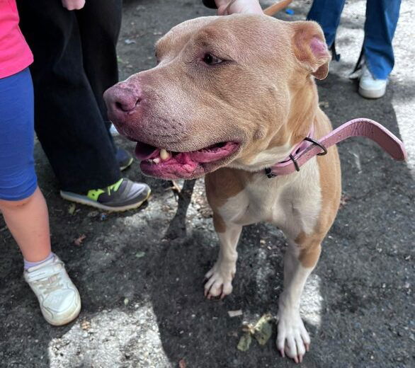 Trovato cane a Castelceriolo. Appello per rintracciare il proprietario