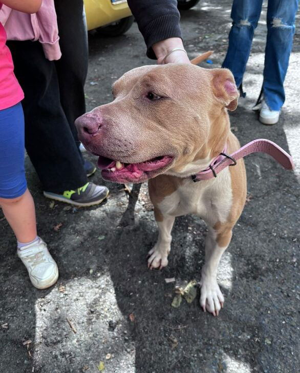 Rintracciata la proprietaria del cane trovato a Castelceriolo