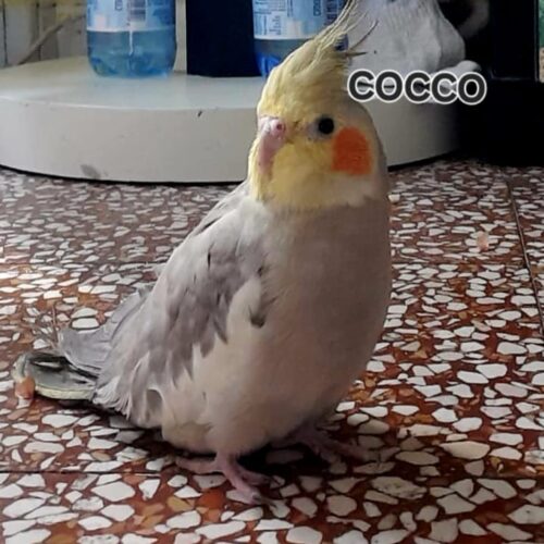 Appello per ritrovare il pappagallo Coquito