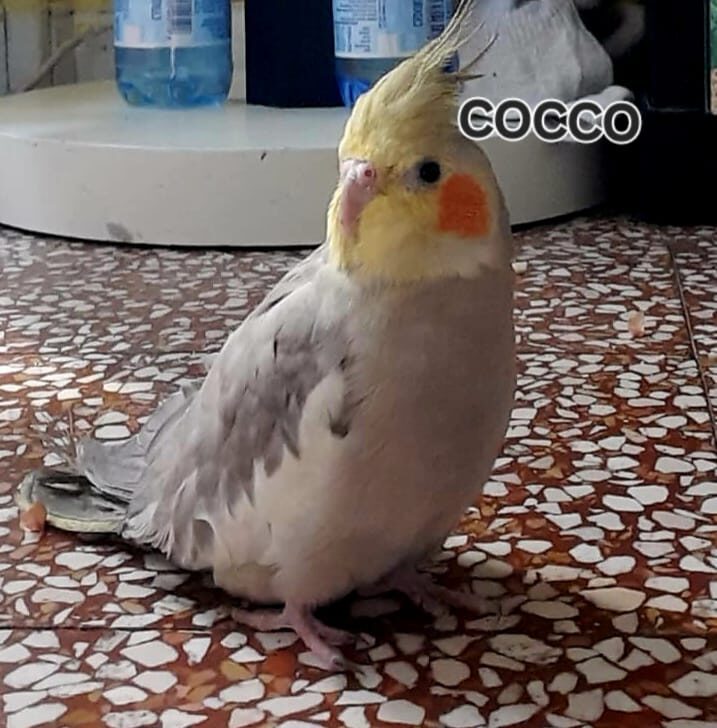 Appello per ritrovare il pappagallo Coquito