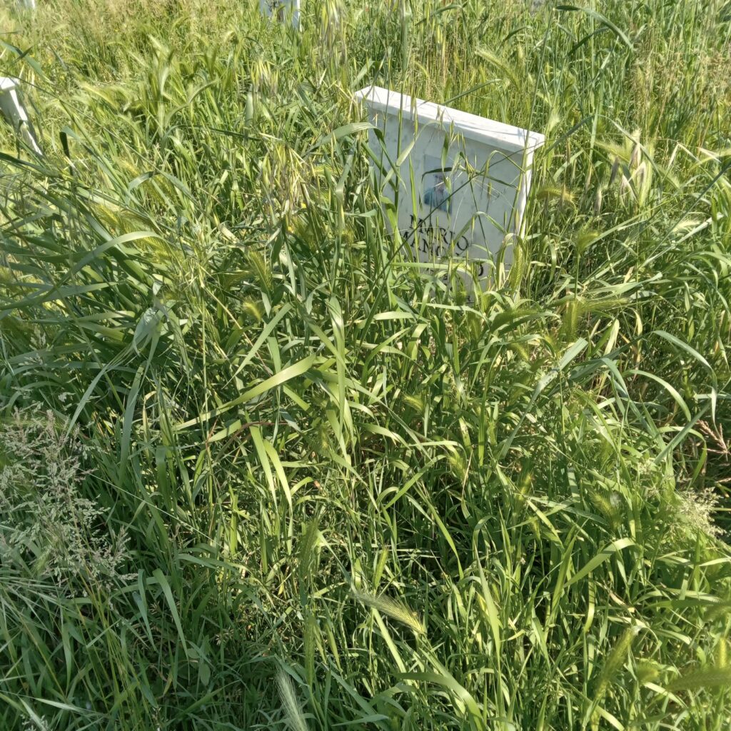 Cimitero Alessandria degrado