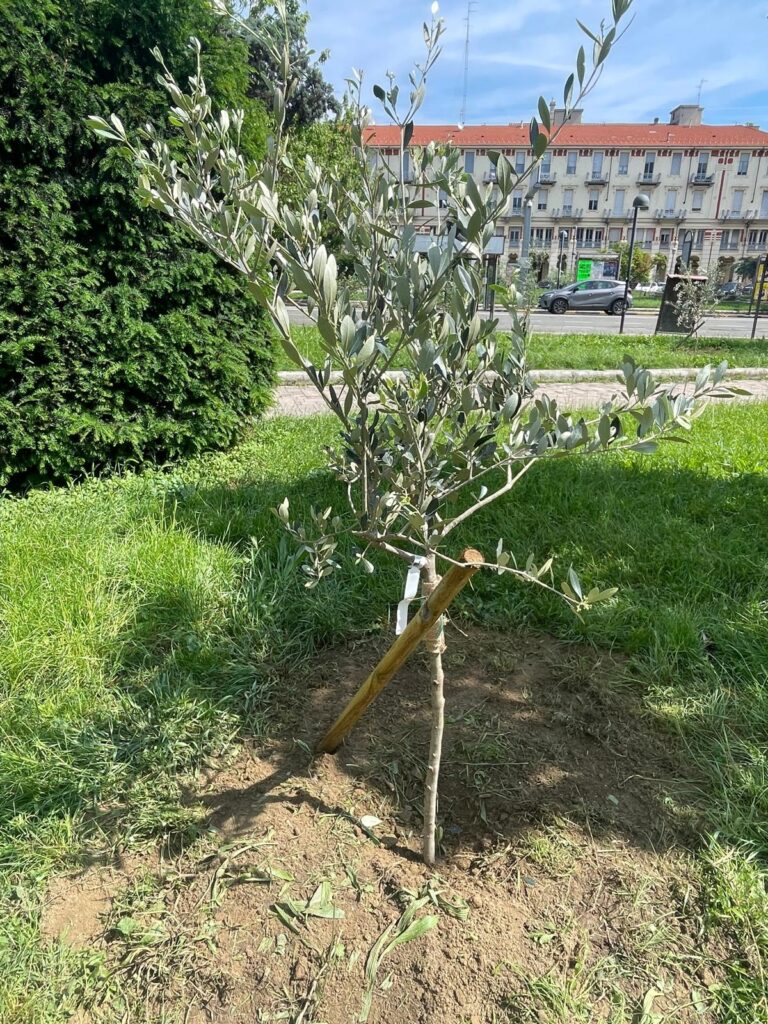 Ulivi piazza Matteotti alessandria
