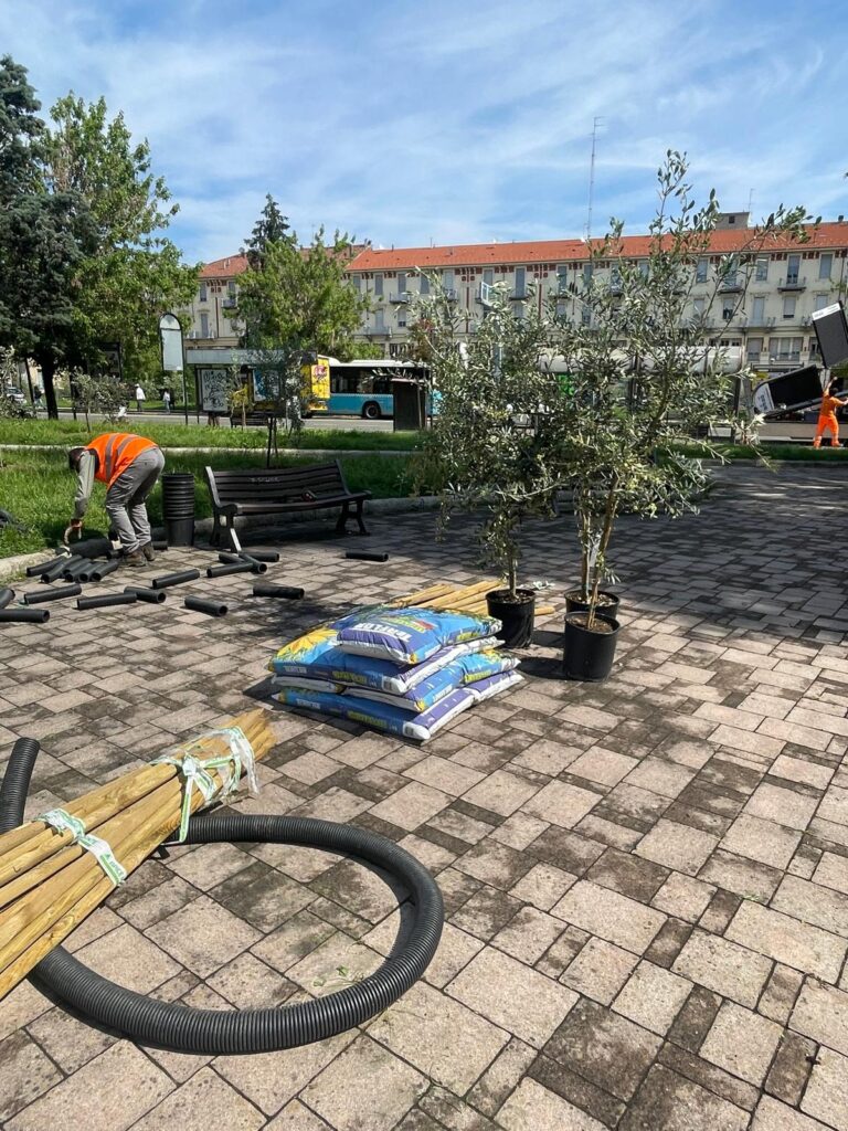 Ulivi piazza Matteotti alessandria