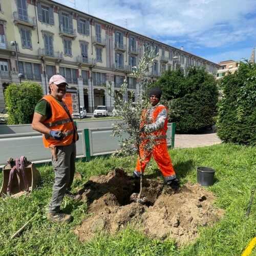 Altri 40 ulivi in piazza Matteotti: ora sono quasi 100