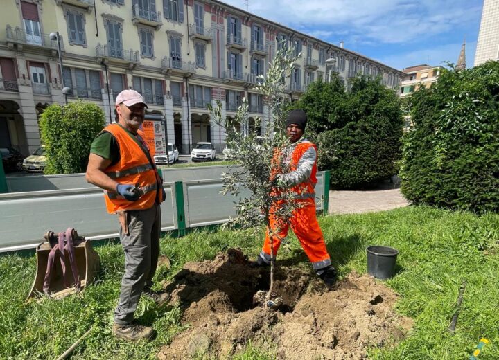 Altri 40 ulivi in piazza Matteotti: ora sono quasi 100