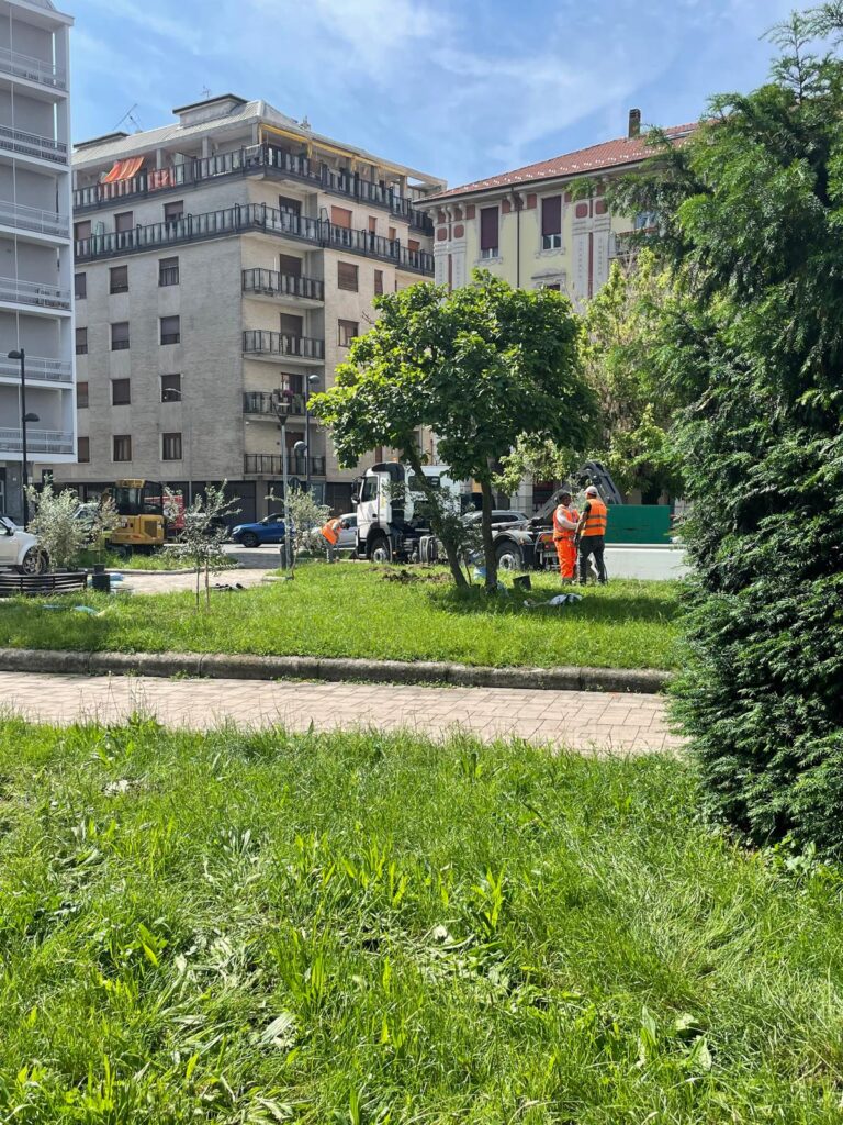 Ulivi piazza Matteotti alessandria