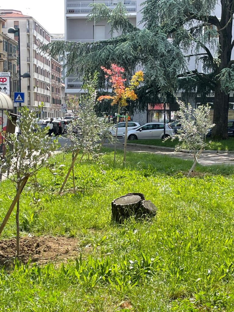 Ulivi piazza Matteotti alessandria