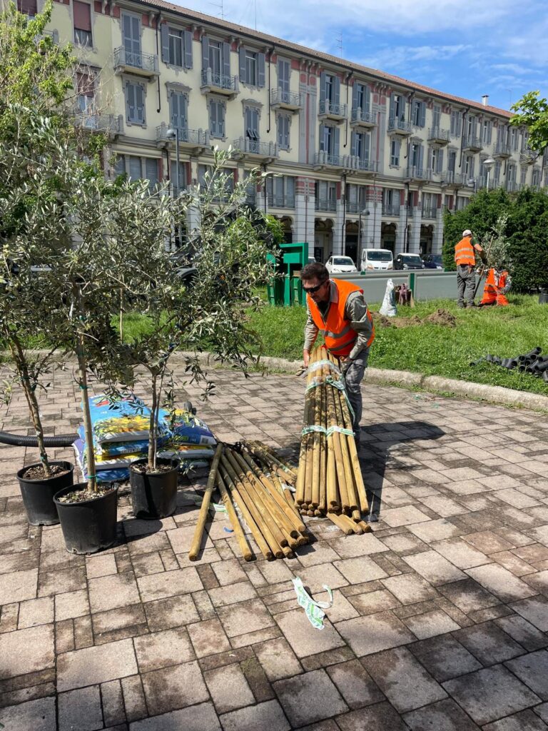 Ulivi piazza Matteotti alessandria