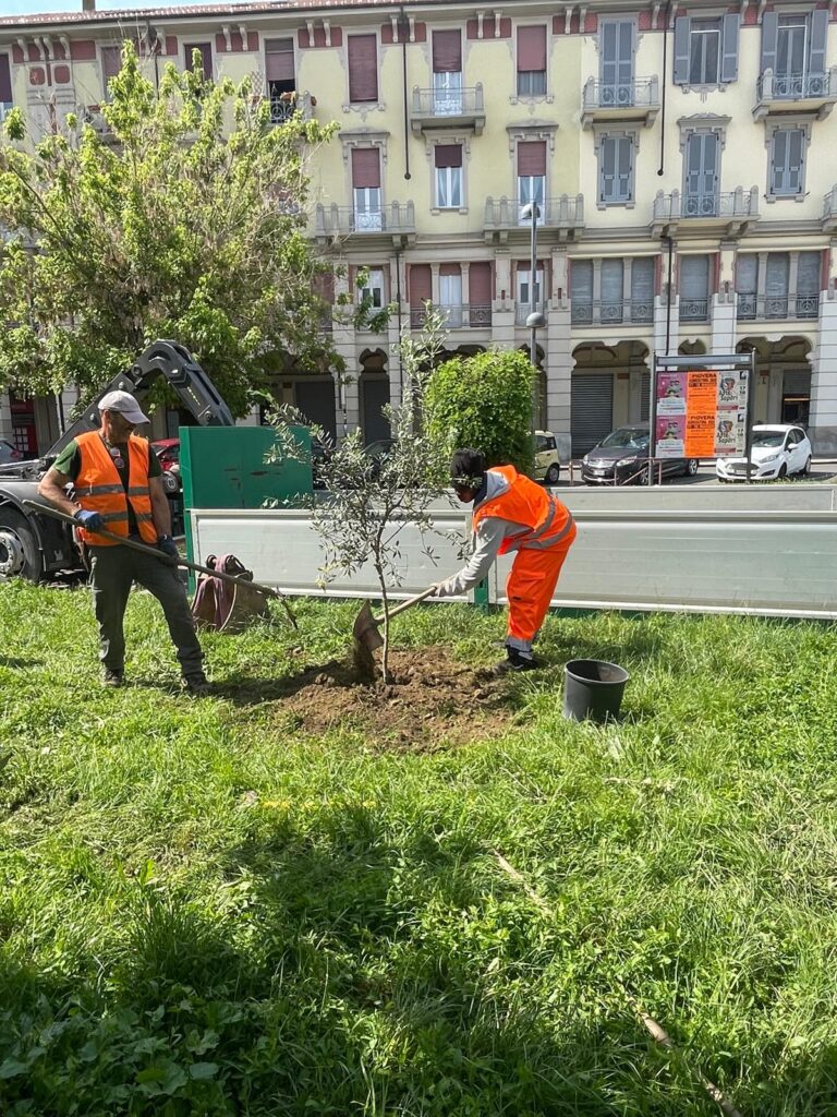 Ulivi piazza Matteotti alessandria