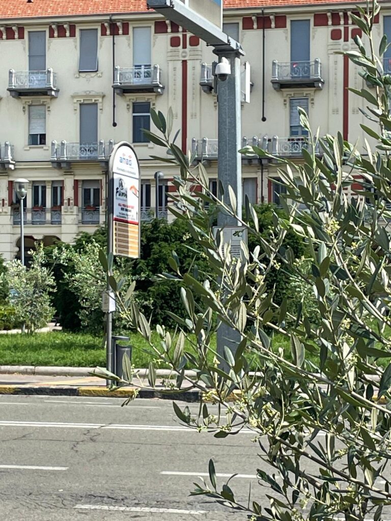 Ulivi piazza Matteotti alessandria