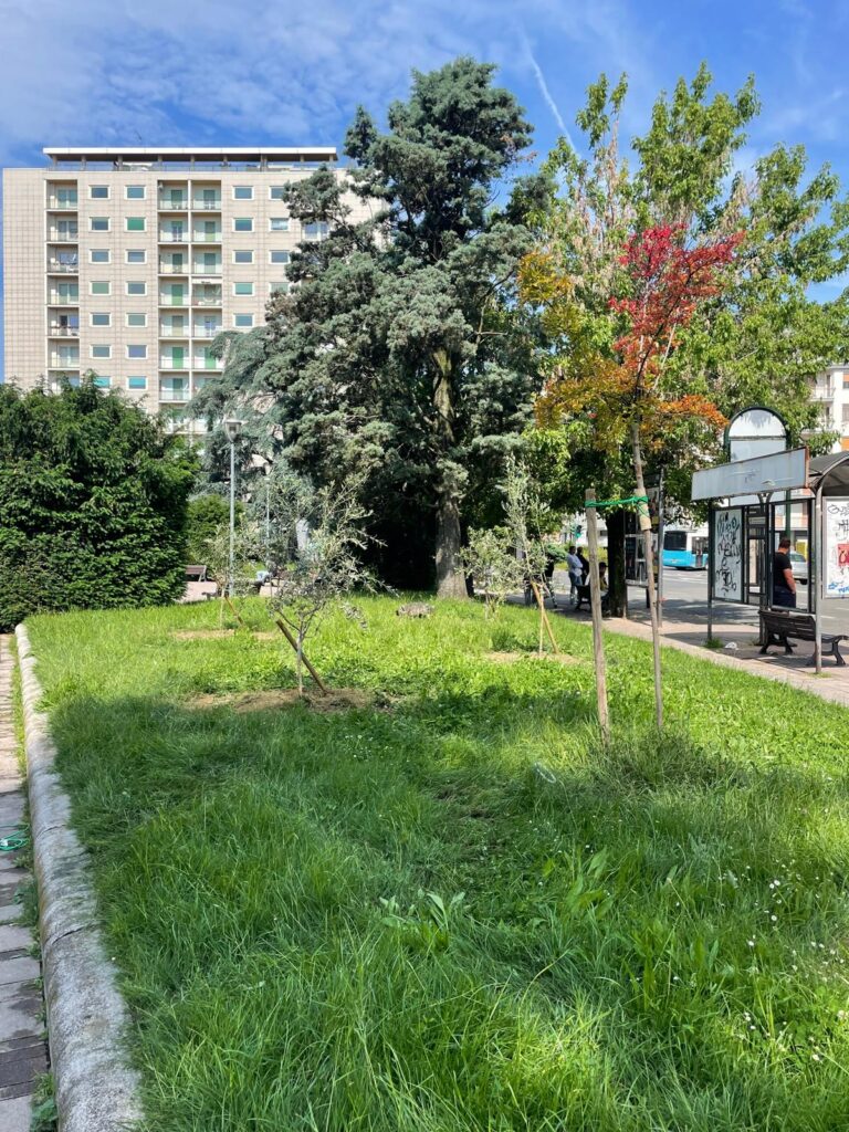 Ulivi piazza Matteotti alessandria