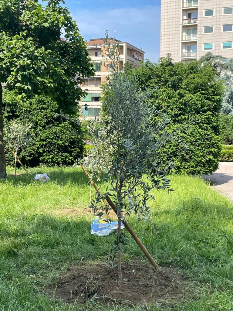 Ulivi piazza Matteotti alessandria