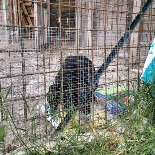 Cane abbandonato in una baracca tra Pontestura e Camino: l’intervento delle Guardie Zoofile Gepa