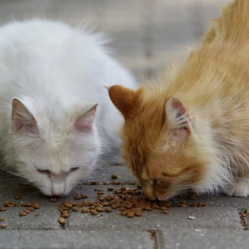A Solero scatta la sterilizzazione dei gatti randagi