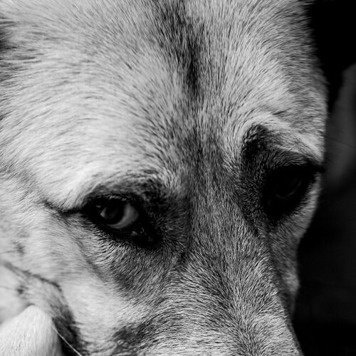 Pavia si schiera al fianco della Task Force Animalista per fermare lo sfruttamento degli animali per l’accattonaggio