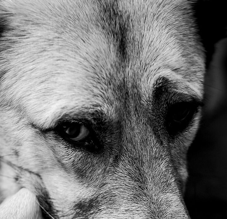 Pavia si schiera al fianco della Task Force Animalista per fermare lo sfruttamento degli animali per l’accattonaggio