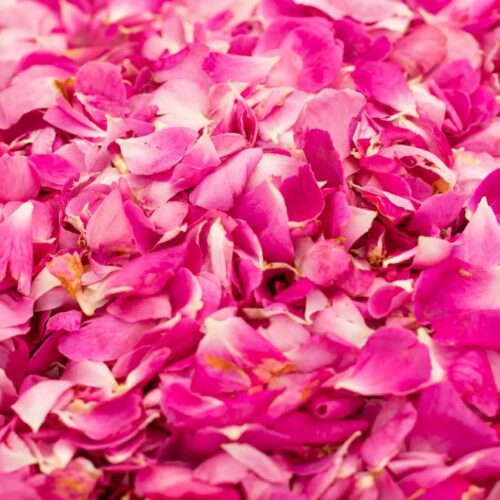 Torna la Festa delle Rose. Il 7 e 8 giugno Busalla è “un fiore”