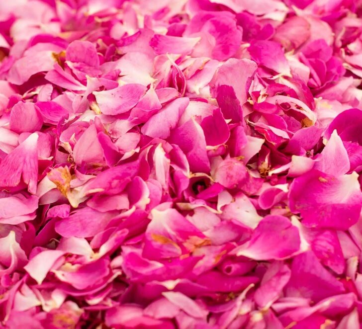 Torna la Festa delle Rose. Il 7 e 8 giugno Busalla è “un fiore”