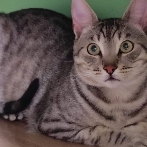 Gatto abbandonato in una borsa della spesa ad Alessandria: l’intervento delle Guardie Zoofile Gepa