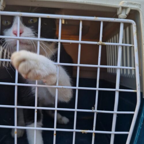 Oipa salva cane e gatto abbandonati in un appartamento fatiscente