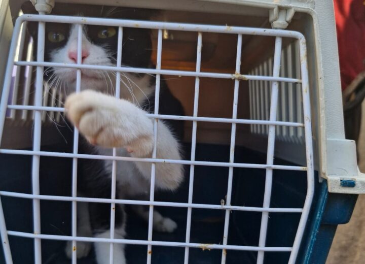 Oipa salva cane e gatto abbandonati in un appartamento fatiscente