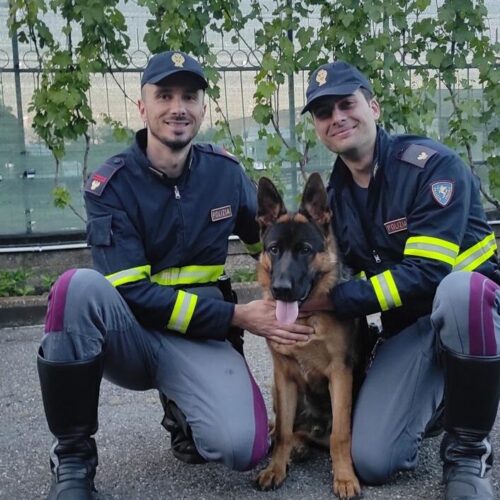 Scomparso a Tortona, il cucciolo di pastore tedesco Oscar è stato ritrovato dalla Polizia Stradale
