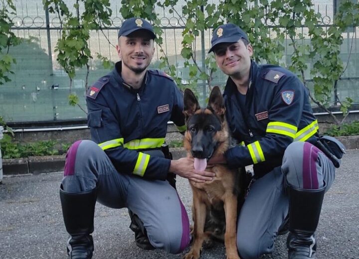 Scappato a Tortona, il cucciolo di pastore tedesco Oscar è stato ritrovato dalla Polizia Stradale