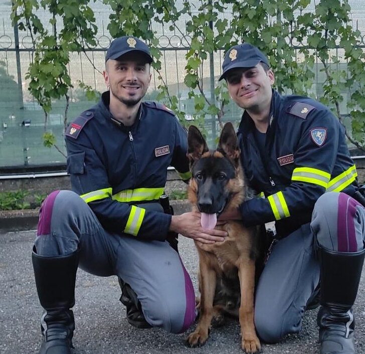 Scappato a Tortona, il cucciolo di pastore tedesco Oscar è stato ritrovato dalla Polizia Stradale