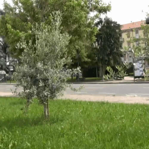 Gli ulivi sempre più floridi ad Alessandria e in provincia