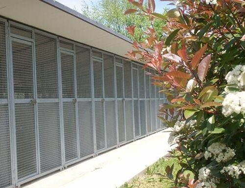 Villa Testa: per i vostri cani una pensione immersa nel verde per una vacanza a 5 stelle