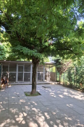 Villa Testa: per i vostri cani una pensione immersa nel verde per una vacanza a 5 stelle