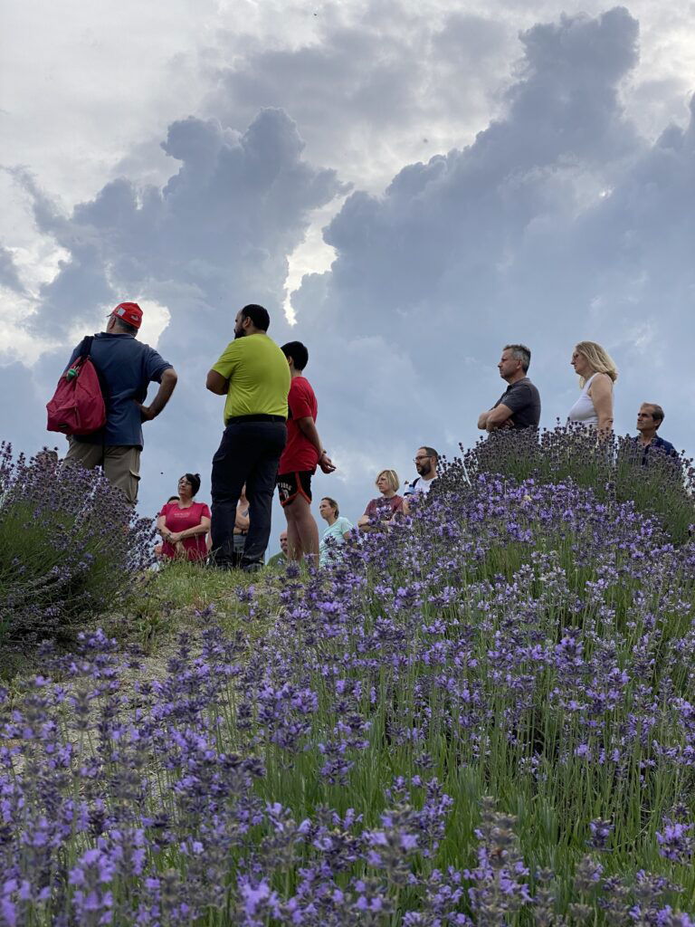 campi lavanda pavia