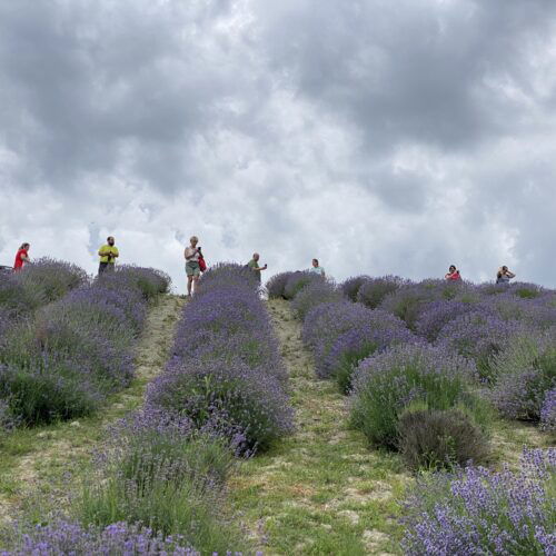 La Provenza è vicina: dove trovare i campi di lavanda nelle province di Alessandria e Pavia