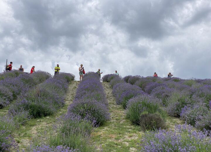 La Provenza è vicina: dove trovare i campi di lavanda nelle province di Alessandria e Pavia