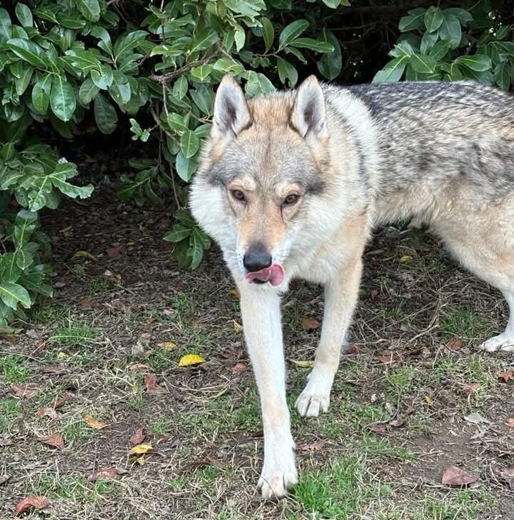A lungo isolato e chiuso in un box: soccorso dai volontari Oipa di Crema, il cane lupo Sif cerca una famiglia