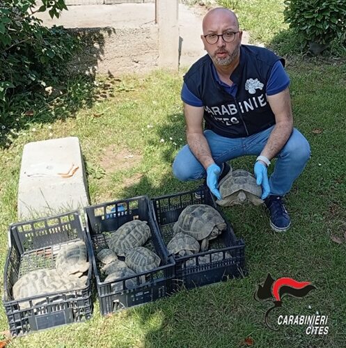 Sequestrate tredici tartarughe di specie protetta nel Vercellese
