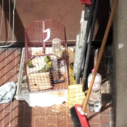 Cocorite chiuse sotto il sole in un trasportino da gatto: l’intervento a Valenza delle Guardie Zoofile Gepa